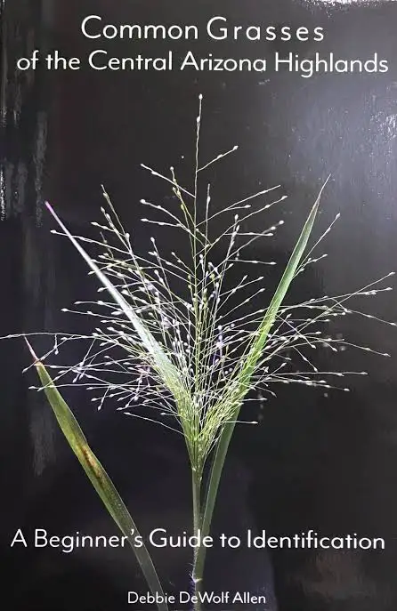 Our Arizona Grasses – Why We Are Unique