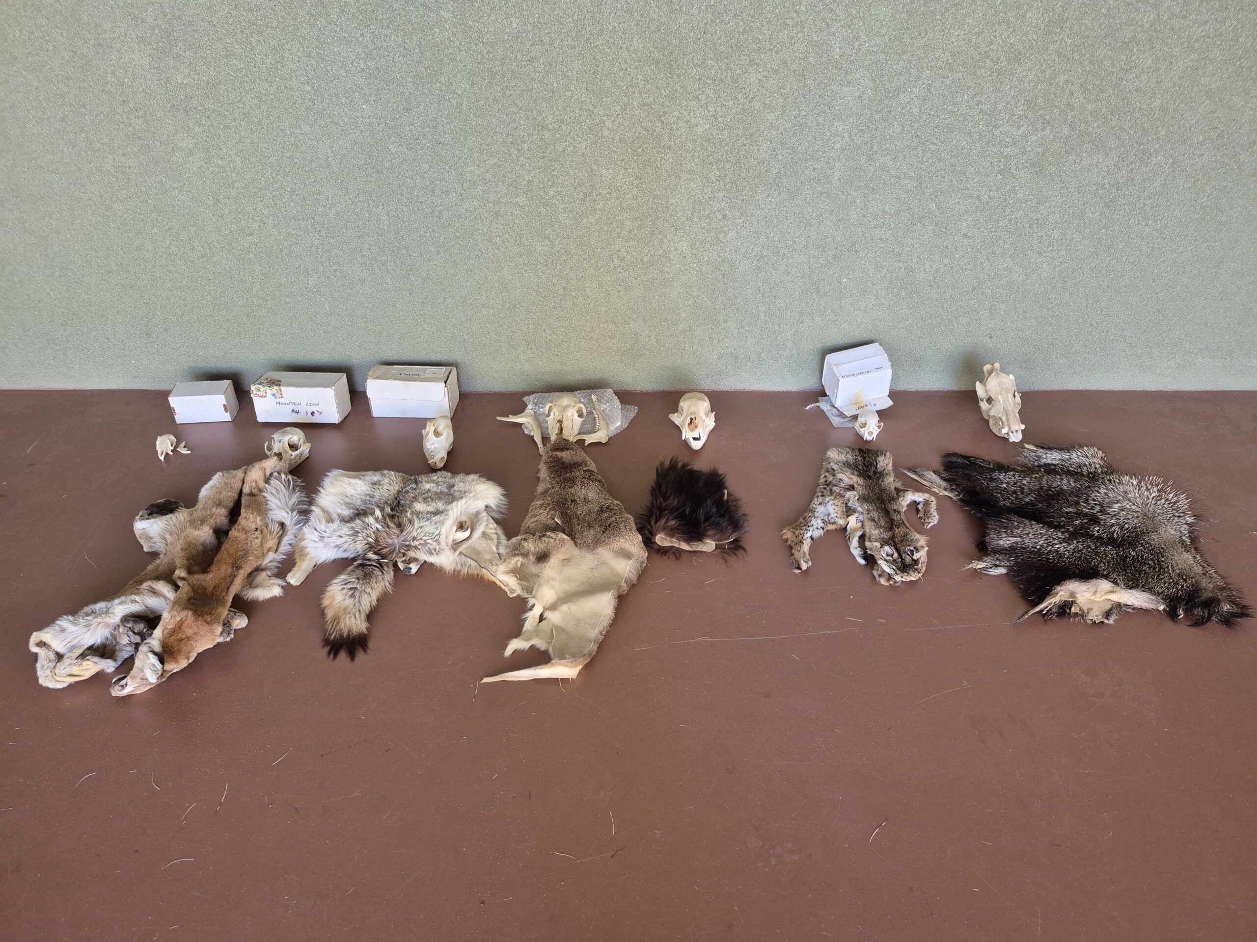 Collection of Central Highlands animal skins and skulls.